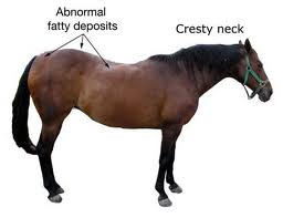 Metabolic Syndrome Image